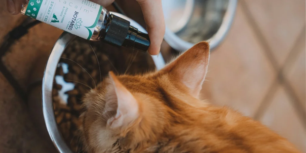 Best 5 Grain-Free Cat Foods 2025