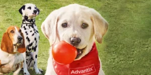 Best Dog Dewormer Flea Tick