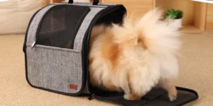 Best Pet Stroller Travel Backpack