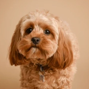 Dogs