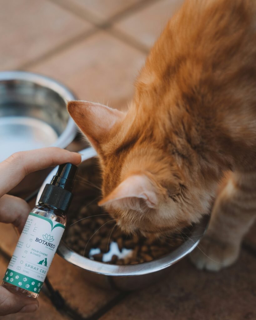 Best Grain-Free Cat Food