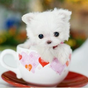 Small Pets
