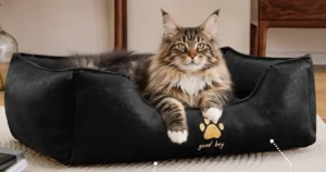 Best Cat Beds 2025