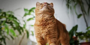 Best Cat Dewormer Flea Tick