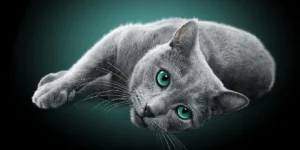 Best Cat Treats 2025