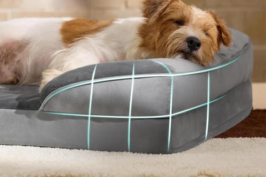 Best Dog Beds 2025