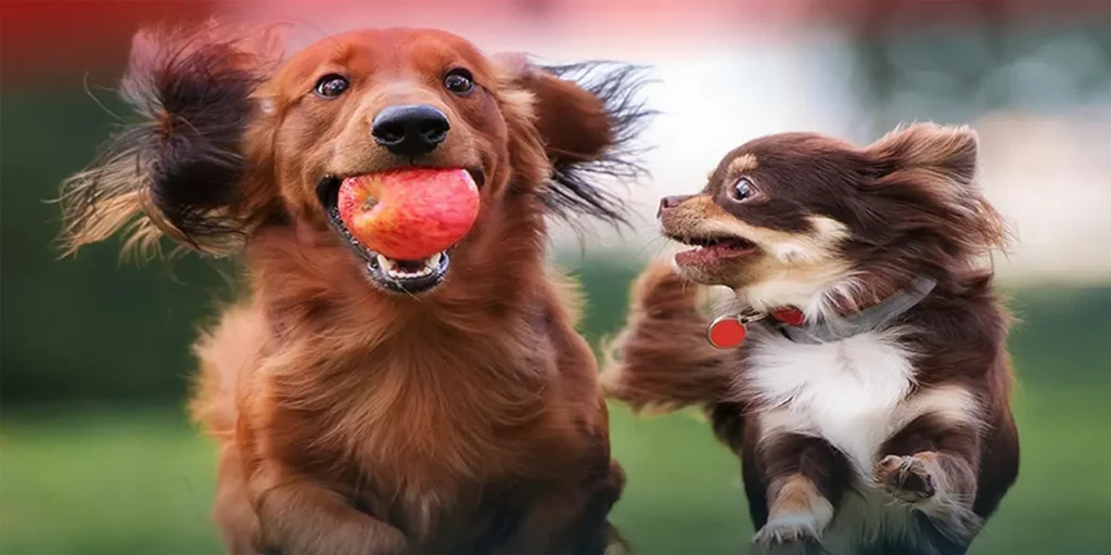 Best Dog Dental Chews 2025