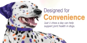 Best Dog Joint Supplements