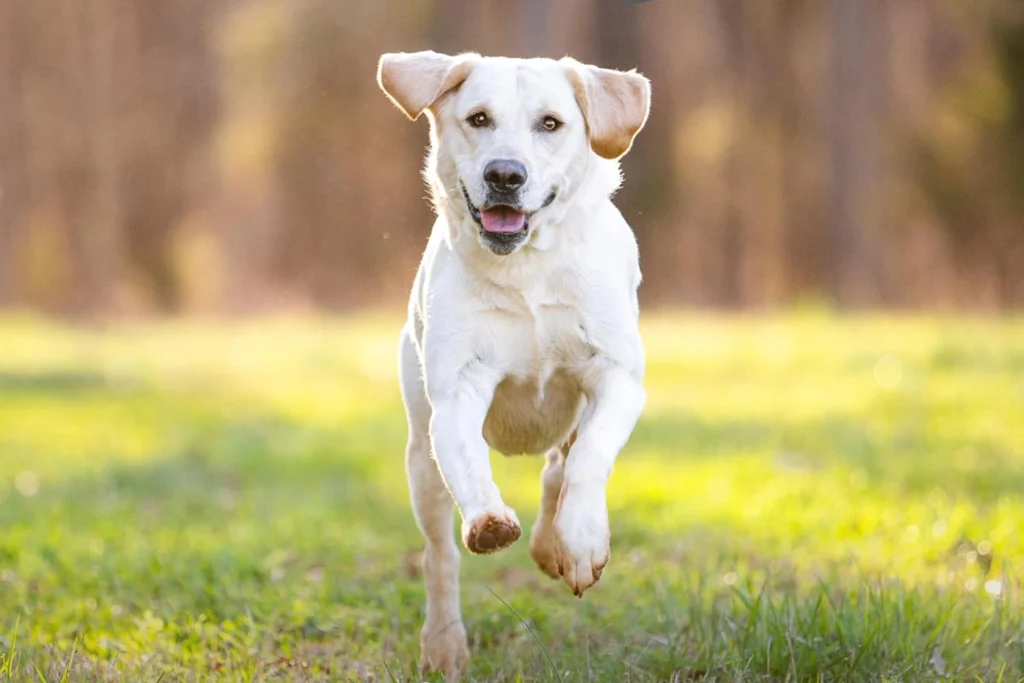 Best Dog Joint Supplements