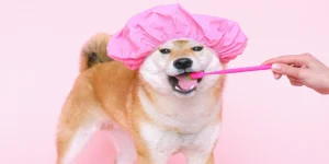 Best Pet Dental Care Products