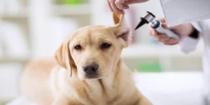 Best Pet Ear Care Products