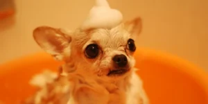Best Pet Grooming Bathing Tools