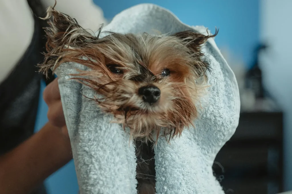 Best Pet Grooming Bathing Tools