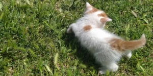 Best Pet Products 2025