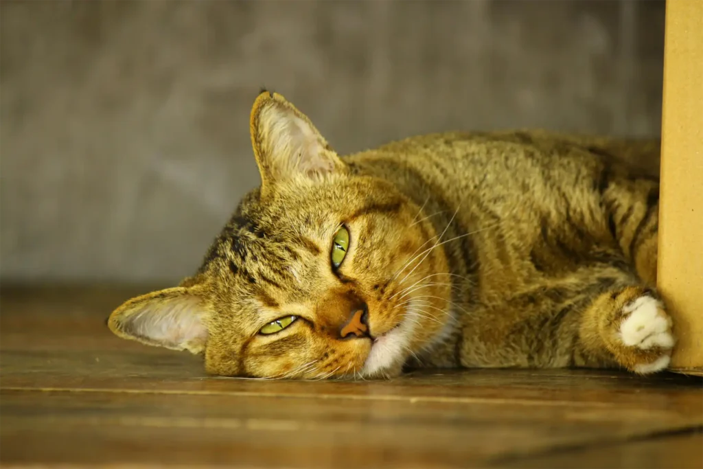 Best Pet Products 2025