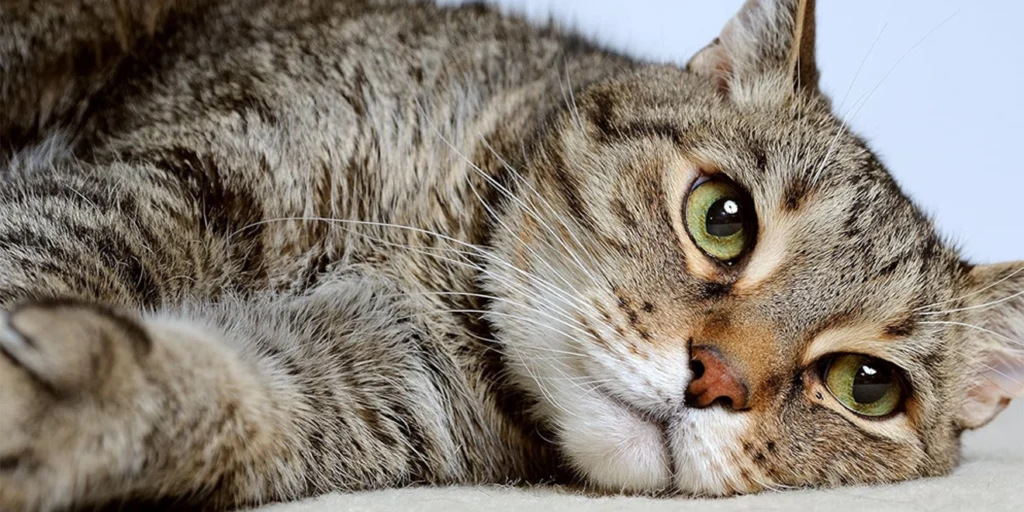 Best Probiotics For Cats
