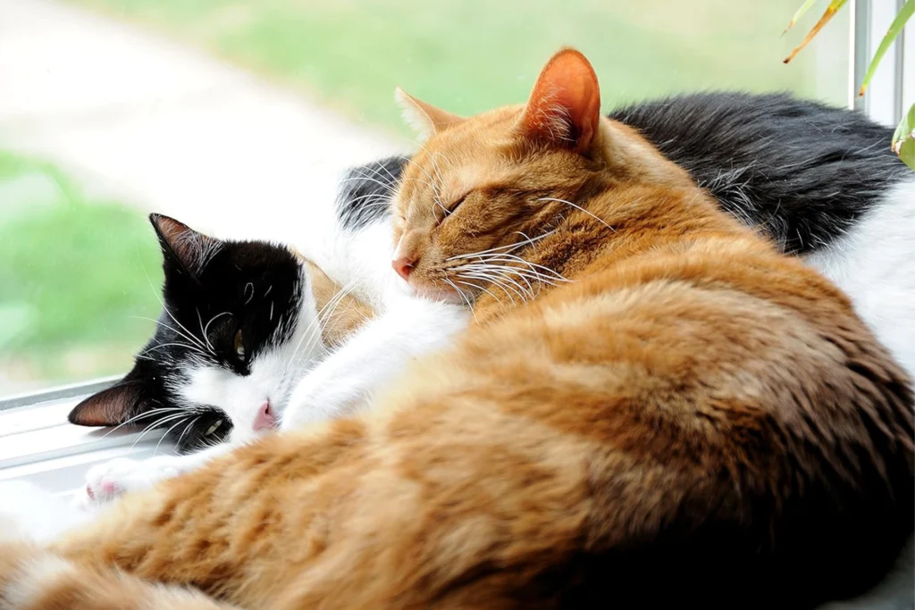 Best Probiotics For Cats
