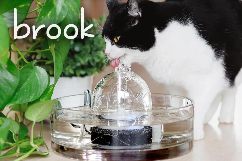 Cat Not Drinking Water Solutions Fountain