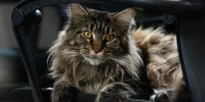 Indoor Cat Essentials Checklist