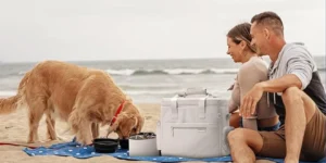 Pet Travel Checklist for Dogs