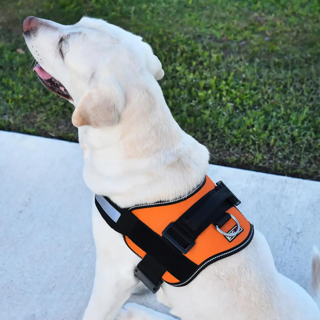 Best Dog Harnesses 2025