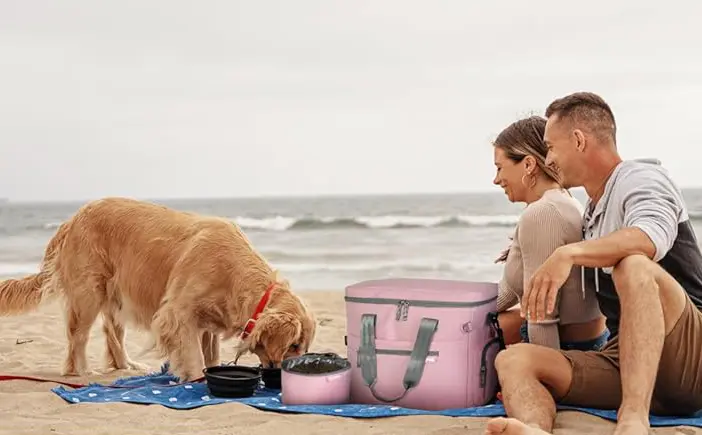 Pet Travel Essentials For Dogs 2025